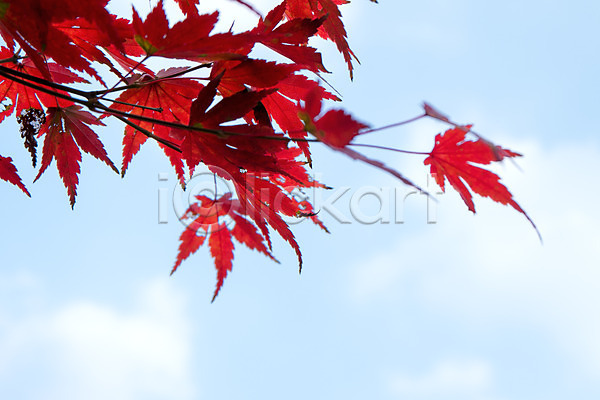 사람없음 JPG 아웃포커스 포토 가을(계절) 가을풍경 계절 구름(자연) 나무 나뭇가지 나뭇잎 내장산 단풍 단풍나무 백그라운드 빨간색 식물 야외 잎 자연 전라도 전라북도 주간 컬러 풍경(경치) 하늘