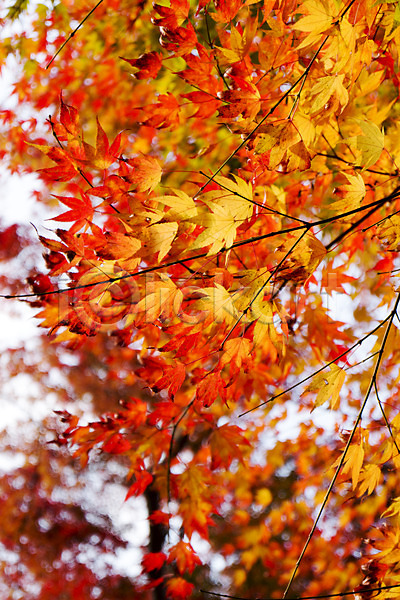 사람없음 JPG 아웃포커스 포토 가을(계절) 가을풍경 계절 나무 나뭇가지 나뭇잎 내장산 단풍 단풍나무 백그라운드 빨간색 식물 야외 잎 자연 전라도 전라북도 주간 컬러 풍경(경치)