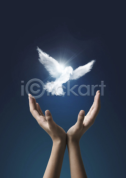 평화 신체부위 PSD 편집이미지 구름(자연) 동물 비둘기 손 손짓 양손 조류 캠페인 햇빛
