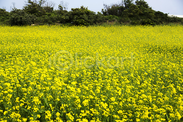 사람없음 JPG 포토 꽃 꽃밭 노란색 식물 야외 유채 제주도 주간 컬러 풍경(경치) 한국