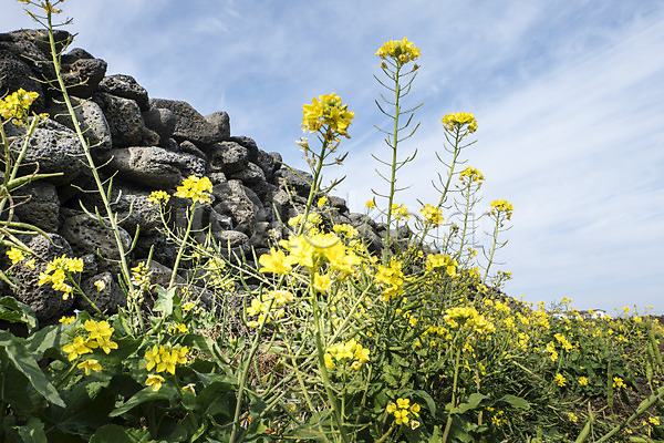 사람없음 JPG 포토 꽃 노란색 돌담 식물 야외 제주도 주간 컬러 풍경(경치) 한국