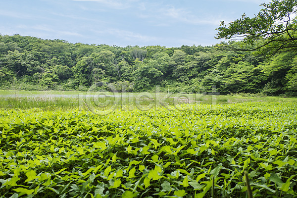 사람없음 JPG 포토 물영아리오름 식물 야외 자연 제주도 주간 풍경(경치) 한국
