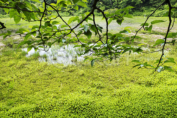 사람없음 JPG 포토 물영아리오름 습지 식물 야외 연못 자연 제주도 주간 풍경(경치) 한국