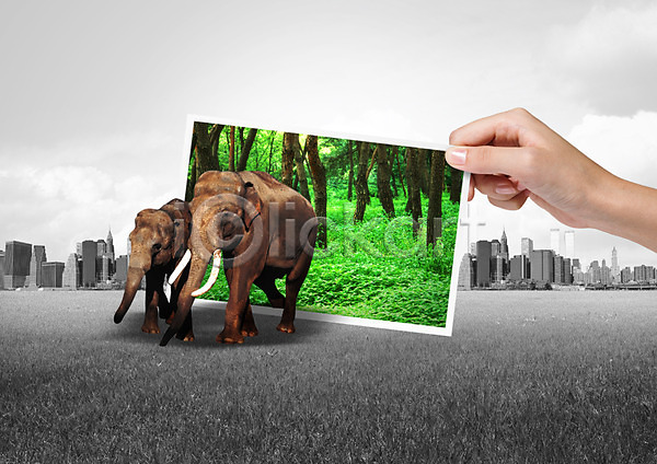 신체부위 PSD 편집이미지 그린캠페인 기념사진 나무 동물 들기 빌딩 손 숲 식물 자연 자연보호 초원(자연) 캠페인 코끼리