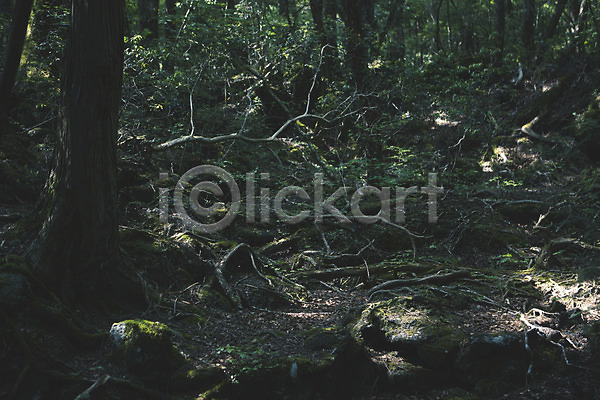 사람없음 JPG 포토 나무 돌(바위) 숲 숲속 식물 야외 이끼 자연 주간 풍경(경치)