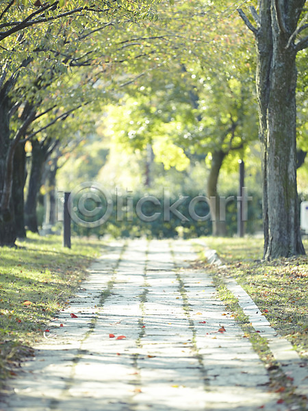 사람없음 JPG 아웃포커스 포토 가로수 길 나무 도로 산책로 식물 야외 원근감 자연 주간 풍경(경치)