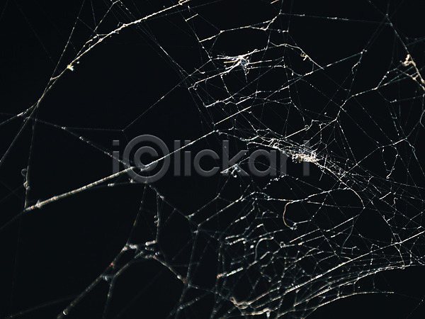 사람없음 JPG 포토 거미줄 곤충 동물 어둠 자연 풍경(경치)