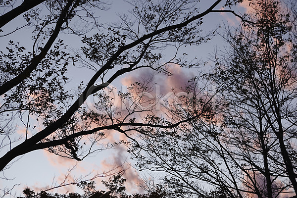사람없음 JPG 실루엣 포토 구름(자연) 나무 노을 식물 야외 일몰 자연 주간 풍경(경치) 하늘
