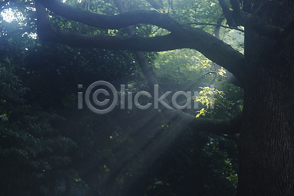 사람없음 JPG 포토 나무 나뭇가지 빛 숲 숲속 식물 야외 자연 주간 풍경(경치) 햇빛