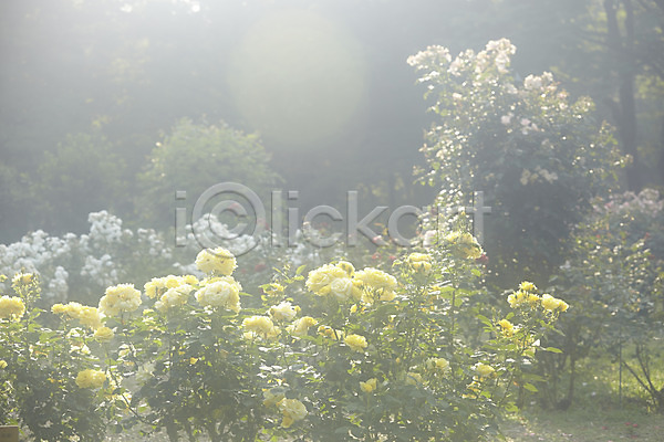 사람없음 JPG 포토 꽃 꽃밭 나무 노란색 식물 야외 자연 주간 풍경(경치)