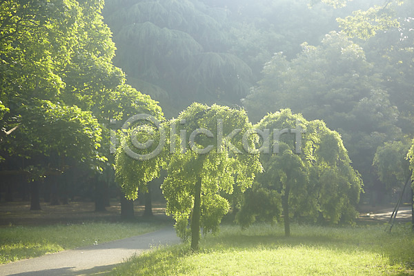 사람없음 JPG 포토 공원 길 나무 산책로 숲 식물 야외 자연 잔디 주간 풍경(경치) 햇빛