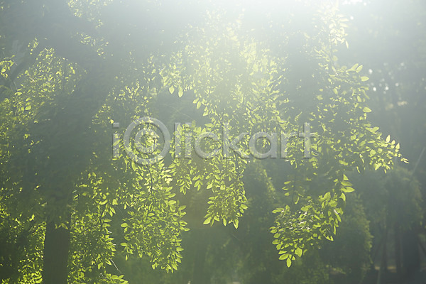 사람없음 JPG 포토 나무 나뭇잎 숲 식물 야외 잎 자연 주간 초록색 컬러 풍경(경치) 햇빛