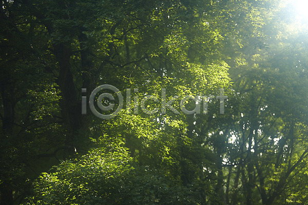 사람없음 JPG 포토 나무 나뭇잎 숲 식물 야외 자연 주간 초록색 컬러 풍경(경치) 햇빛