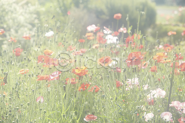 사람없음 JPG 포토 꽃 꽃밭 식물 야외 여러송이 자연 주간 주황색 컬러 풍경(경치)