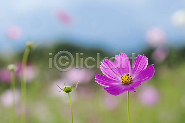 사람없음 JPG 근접촬영 아웃포커스 포토 가을(계절) 계절 꽃 분홍색 식물 야외 자연 주간 컬러 코스모스(꽃) 풍경(경치) 한송이