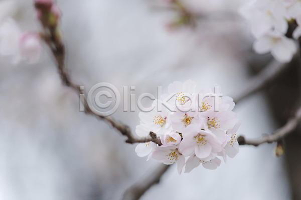 사람없음 JPG 아웃포커스 포토 계절 꽃 나뭇가지 벚꽃 봄 봄꽃 식물 야외 여러송이 자연 주간
