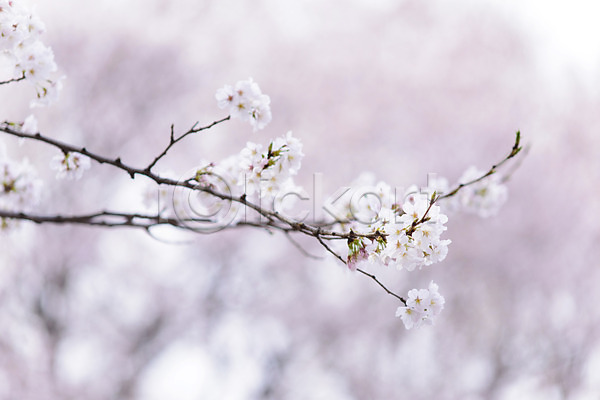 사람없음 JPG 아웃포커스 포토 계절 꽃 꽃나무 나뭇가지 벚꽃 봄 봄꽃 식물 야외 자연 주간