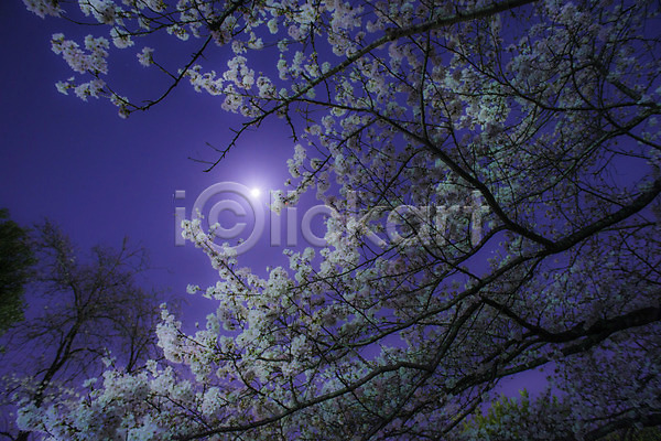 사람없음 JPG 포토 꽃 꽃나무 나뭇가지 달 식물 야외 자연 풍경(경치) 하늘