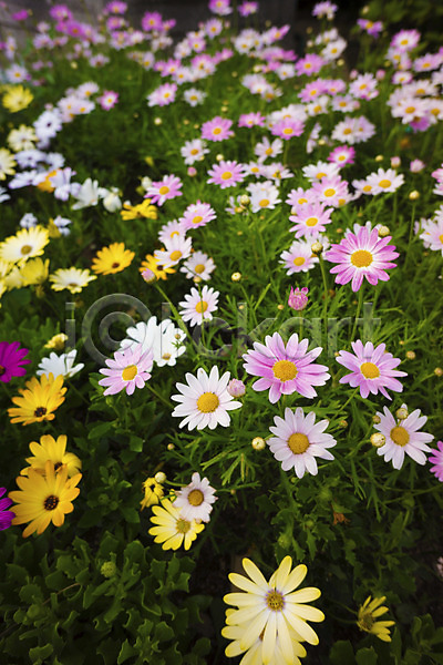 사람없음 JPG 아웃포커스 포토 꽃 꽃밭 노란색 분홍색 식물 야외 여러송이 자연 주간 컬러