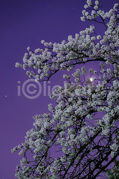 사람없음 JPG 포토 꽃 꽃나무 나뭇가지 달 식물 야외 자연 풍경(경치) 하늘