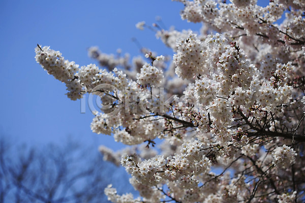 사람없음 JPG 아웃포커스 포토 계절 꽃 꽃나무 나뭇가지 벚꽃 봄 봄꽃 식물 야외 여러송이 자연 주간 풍경(경치)