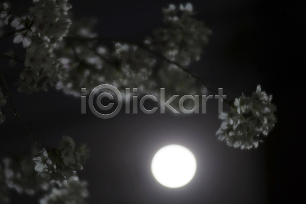 사람없음 JPG 아웃포커스 포토 꽃 나뭇가지 달 밤하늘 보름달 식물 야경 야외 어둠 자연 자연현상 풍경(경치) 하늘