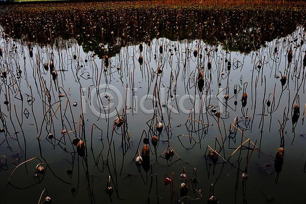 사람없음 JPG 포토 그림자 꽃 습지 시들음 식물 야외 연꽃(꽃) 연못 자연 주간 죽음 풍경(경치)