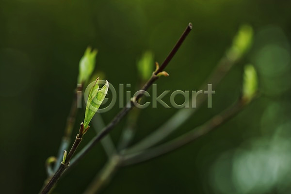 사람없음 JPG 근접촬영 아웃포커스 포토 계절 나무 나뭇가지 나뭇잎 봄 새싹 식물 야외 잎 자연 주간