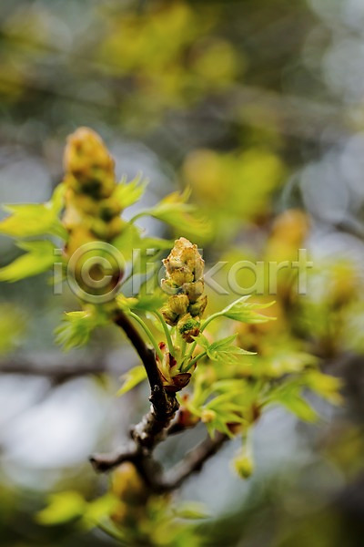 사람없음 JPG 아웃포커스 포토 계절 나무 나뭇가지 나뭇잎 봄 새싹 식물 야외 잎 자연 주간