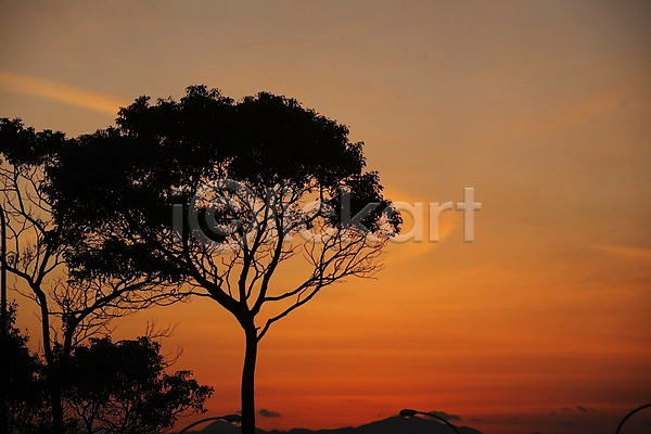 사람없음 JPG 실루엣 포토 구름(자연) 나무 노을 식물 야외 일몰 자연 자연현상 풍경(경치) 하늘
