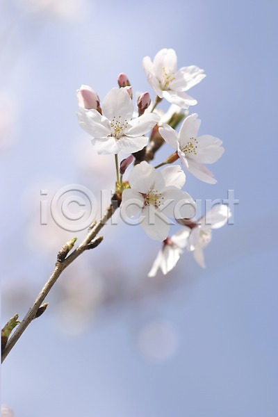 사람없음 JPG 아웃포커스 포토 계절 꽃 꽃나무 나뭇가지 벚꽃 봄 봄꽃 식물 야외 여러송이 자연 주간 컬러 흰색