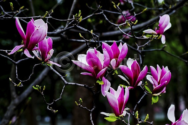 사람없음 JPG 아웃포커스 포토 계절 꽃 꽃나무 나뭇가지 목련 봄 봄꽃 새싹 식물 야외 여러송이 자목련 자연 자주색 주간 컬러