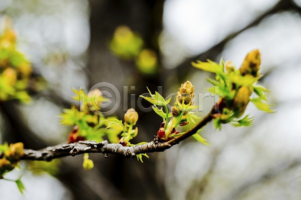 사람없음 JPG 아웃포커스 포토 계절 나무 나뭇가지 나뭇잎 봄 새싹 식물 야외 잎 자연 주간