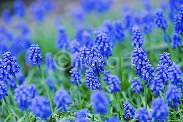 사람없음 JPG 아웃포커스 포토 꽃 식물 야외 여러송이 자연 주간 컬러 파란색