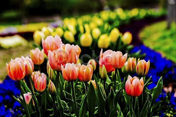 사람없음 JPG 아웃포커스 포토 계절 꽃 꽃밭 봄 봄꽃 식물 야외 여러송이 자연 주간 튤립