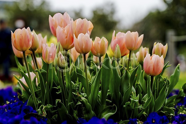 사람없음 JPG 아웃포커스 포토 계절 꽃 봄 봄꽃 식물 야외 여러송이 자연 주간 튤립