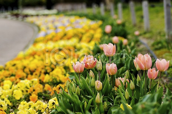 사람없음 JPG 아웃포커스 포토 계절 공원 꽃 꽃밭 봄 봄꽃 식물 야외 여러송이 자연 주간 튤립 풍경(경치)