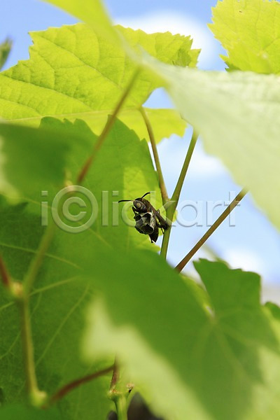 사람없음 JPG 근접촬영 아웃포커스 포토 곤충 나뭇잎 동물 벌레 식물 야외 잎 자연 주간