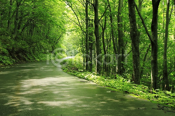 사람없음 JPG 포토 길 나무 도로 산책로 숲 숲속 식물 야외 원근감 자연 주간 초록색 컬러 풍경(경치)