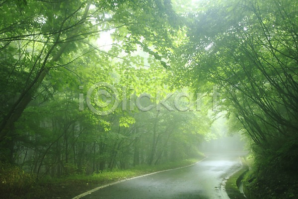 사람없음 JPG 포토 길 나무 도로 숲 식물 야외 울창 자연 주간 초록색 컬러 풍경(경치)