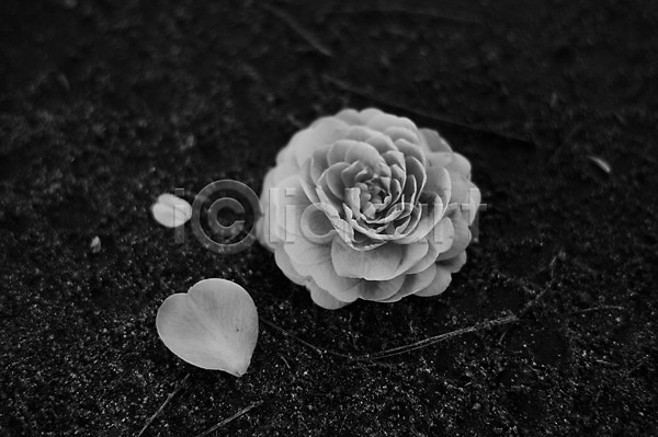 사람없음 JPG 근접촬영 아웃포커스 포토 흑백 꽃 꽃잎 식물 잎 자연 한송이