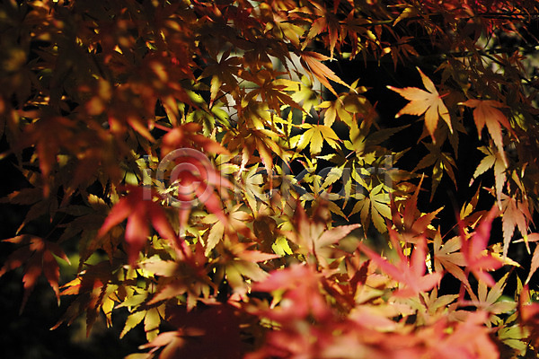 사람없음 JPG 아웃포커스 포토 가을(계절) 가을풍경 계절 그림자 나뭇잎 단풍 백그라운드 식물 야외 잎 자연 주간