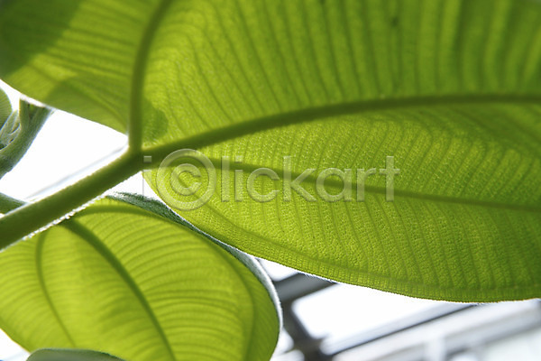 사람없음 JPG 근접촬영 아웃포커스 포토 나뭇잎 식물 잎 잎맥 자연 초록색 컬러