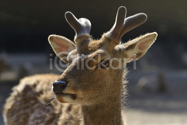 사람없음 JPG 아웃포커스 포토 동물 뿔 사슴 사슴뿔 야생동물 야외 주간 초식동물 포유류 한마리