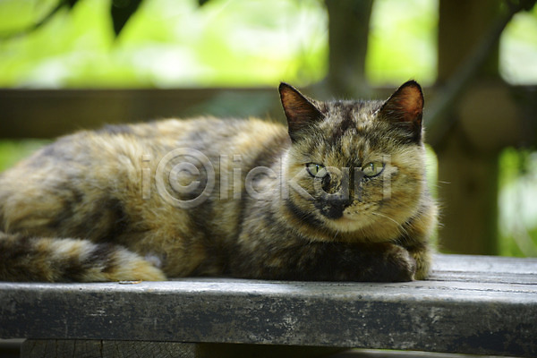 사람없음 JPG 아웃포커스 포토 고양이 동물 동물라이프 반려 앉기 야외 주간 포유류 한마리