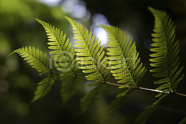 사람없음 JPG 근접촬영 아웃포커스 포토 나뭇잎 식물 잎 자연 초록색 컬러 햇빛