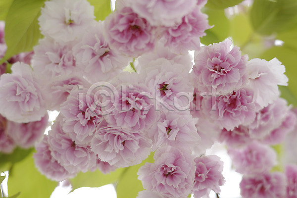 사람없음 JPG 근접촬영 아웃포커스 포토 꽃 백그라운드 분홍색 식물 여러송이 잎 자연 컬러