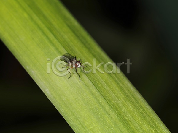 사람없음 JPG 근접촬영 아웃포커스 포토 곤충 나뭇잎 동물 벌레 식물 잎 자연 파리(곤충) 파리(프랑스) 풀잎 한마리