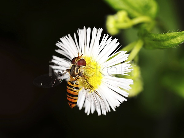사람없음 JPG 근접촬영 아웃포커스 포토 곤충 꽃 꿀벌 동물 벌(곤충) 벌레 식물 자연 한마리 한송이 흰색