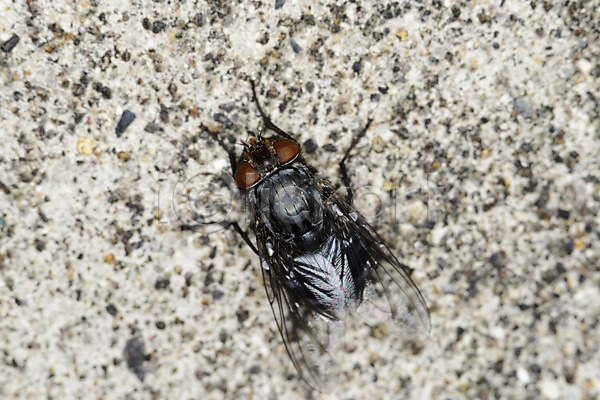 사람없음 JPG 근접촬영 포토 곤충 돌(바위) 동물 벌레 자연 파리(곤충) 파리(프랑스) 한마리